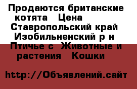 Продаются британские котята › Цена ­ 1 000 - Ставропольский край, Изобильненский р-н, Птичье с. Животные и растения » Кошки   